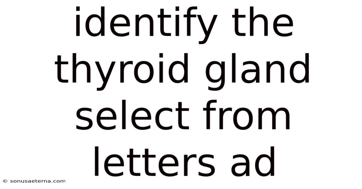 Identify The Thyroid Gland Select From Letters Ad