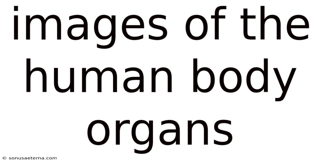 Images Of The Human Body Organs