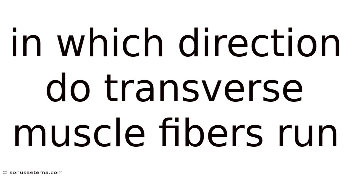In Which Direction Do Transverse Muscle Fibers Run