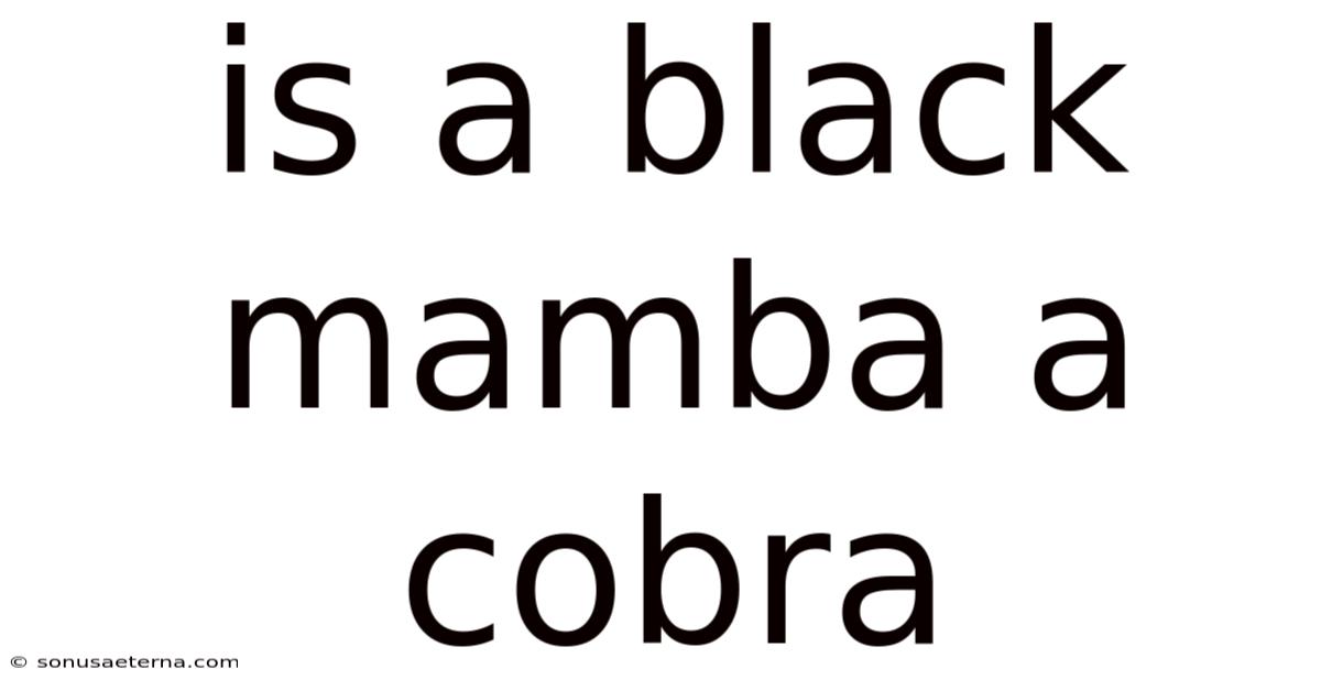 Is A Black Mamba A Cobra