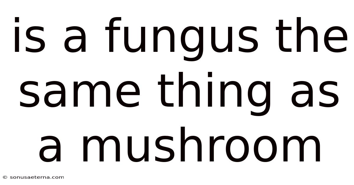 Is A Fungus The Same Thing As A Mushroom