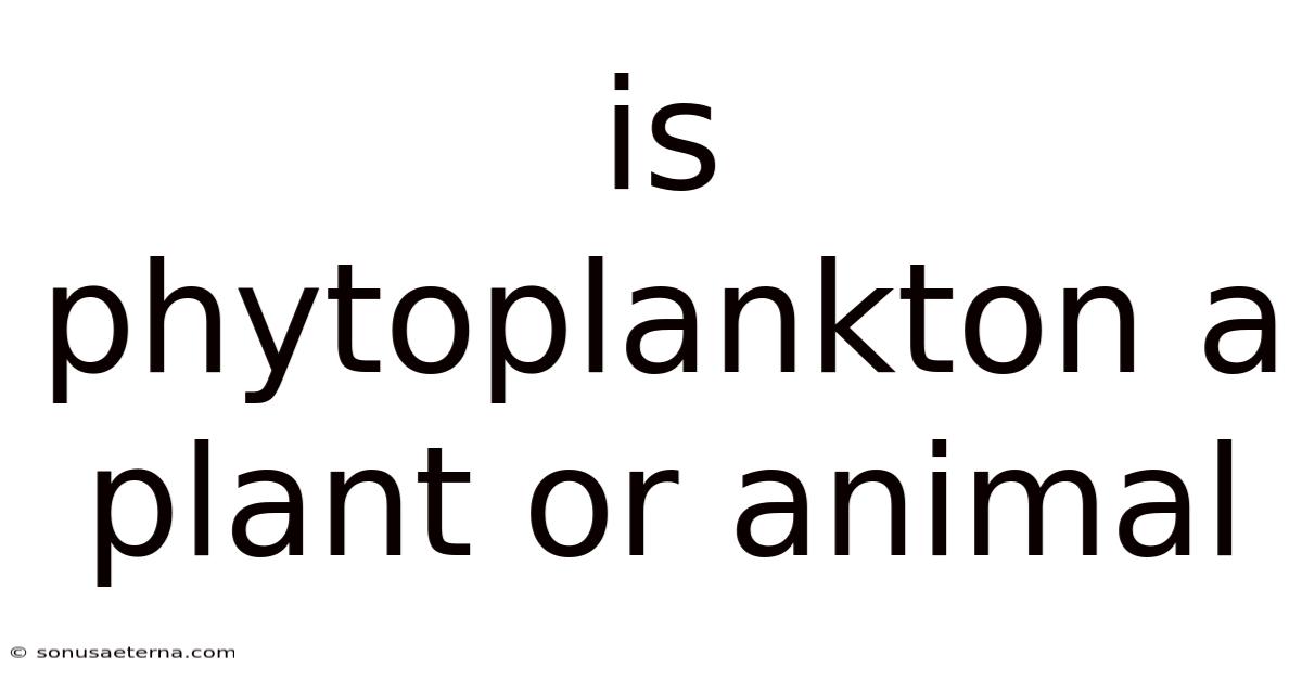 Is Phytoplankton A Plant Or Animal