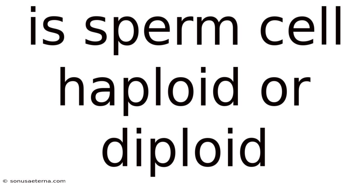 Is Sperm Cell Haploid Or Diploid