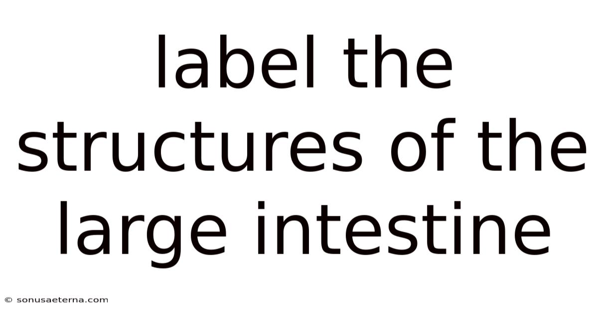 Label The Structures Of The Large Intestine