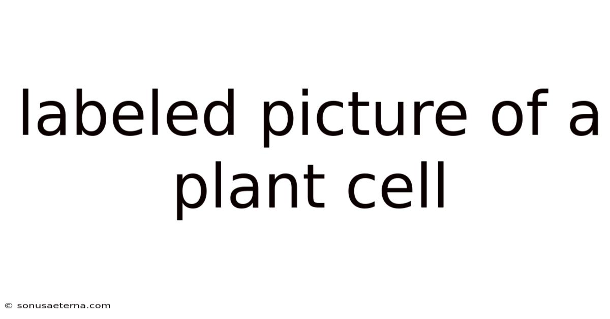 Labeled Picture Of A Plant Cell