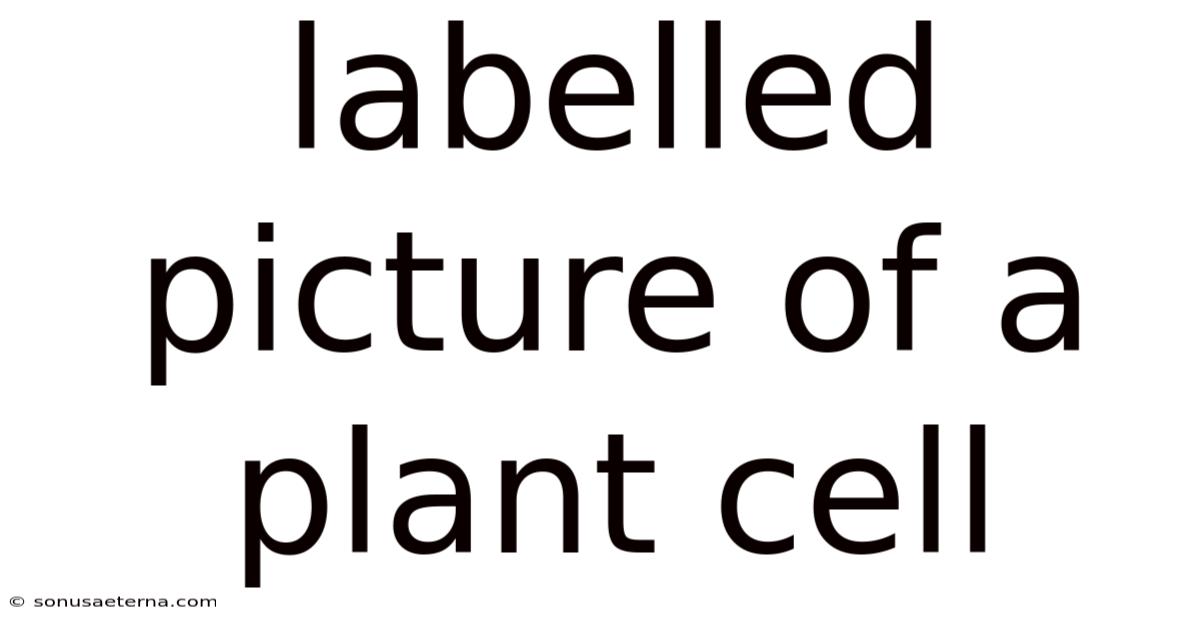 Labelled Picture Of A Plant Cell