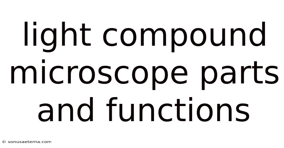 Light Compound Microscope Parts And Functions