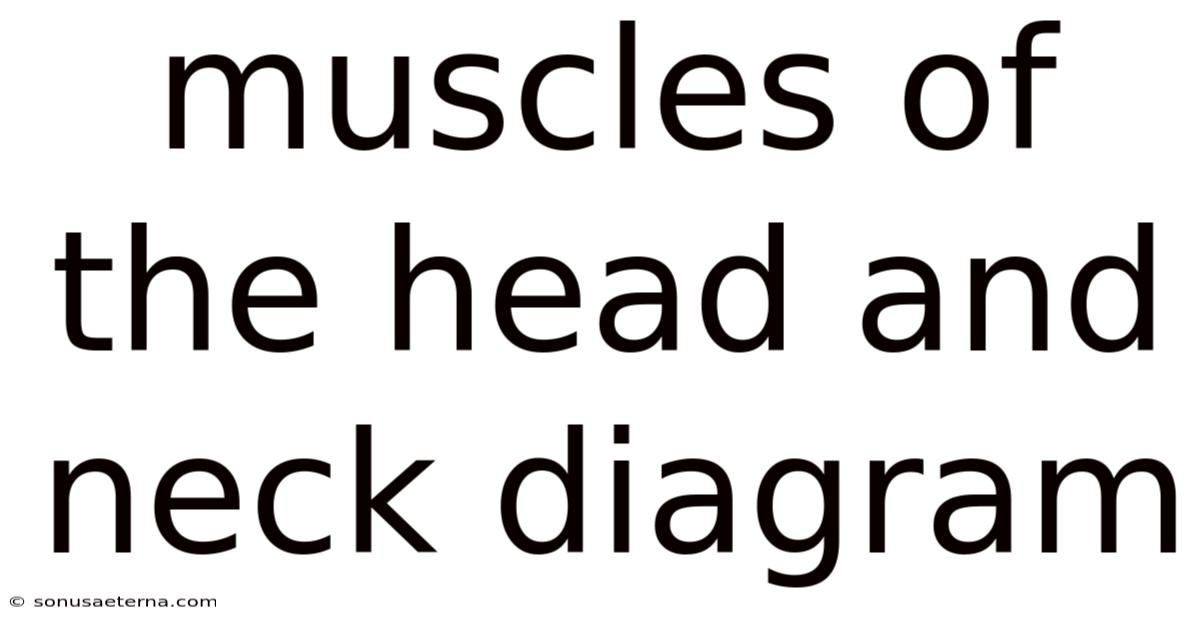 Muscles Of The Head And Neck Diagram
