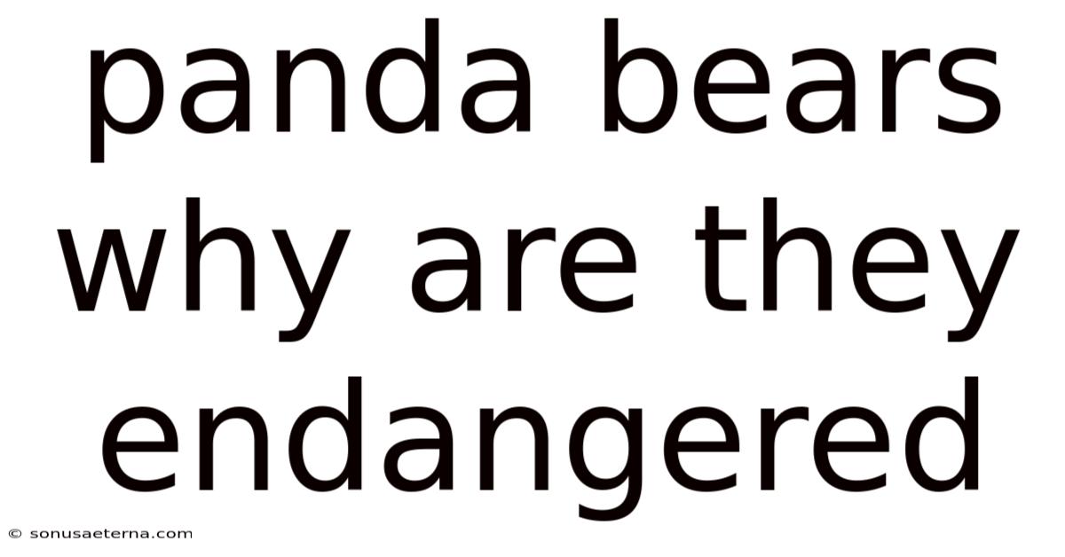 Panda Bears Why Are They Endangered