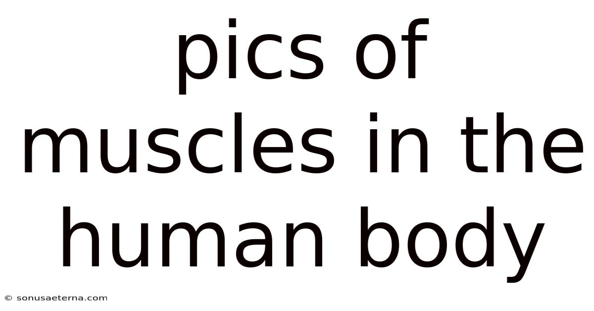 Pics Of Muscles In The Human Body