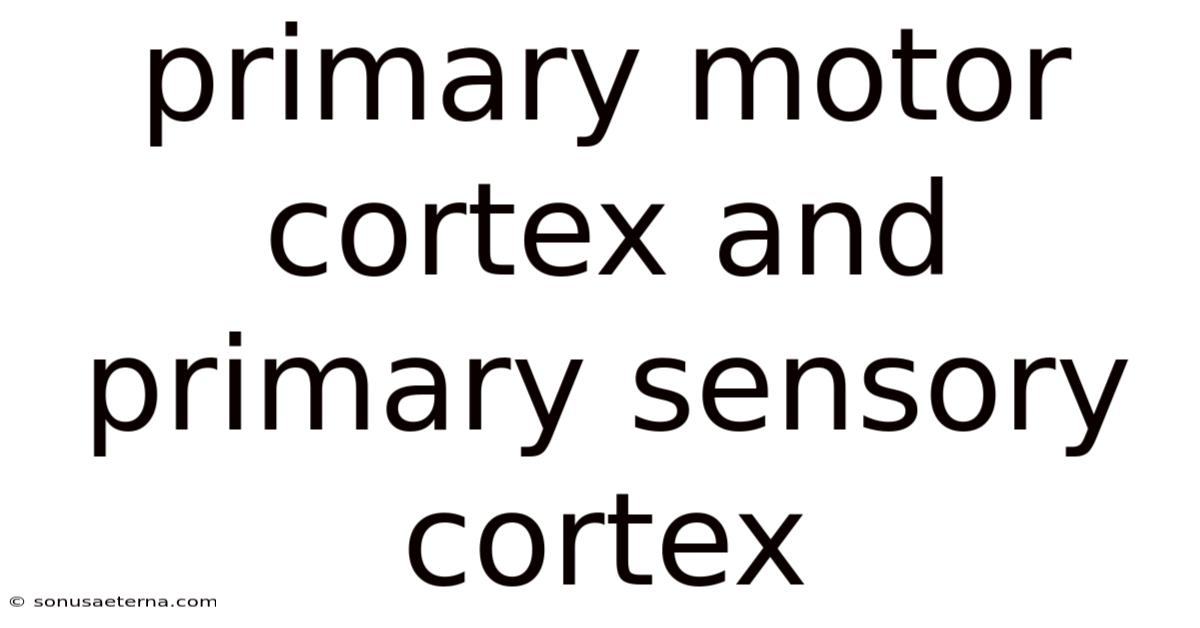 Primary Motor Cortex And Primary Sensory Cortex