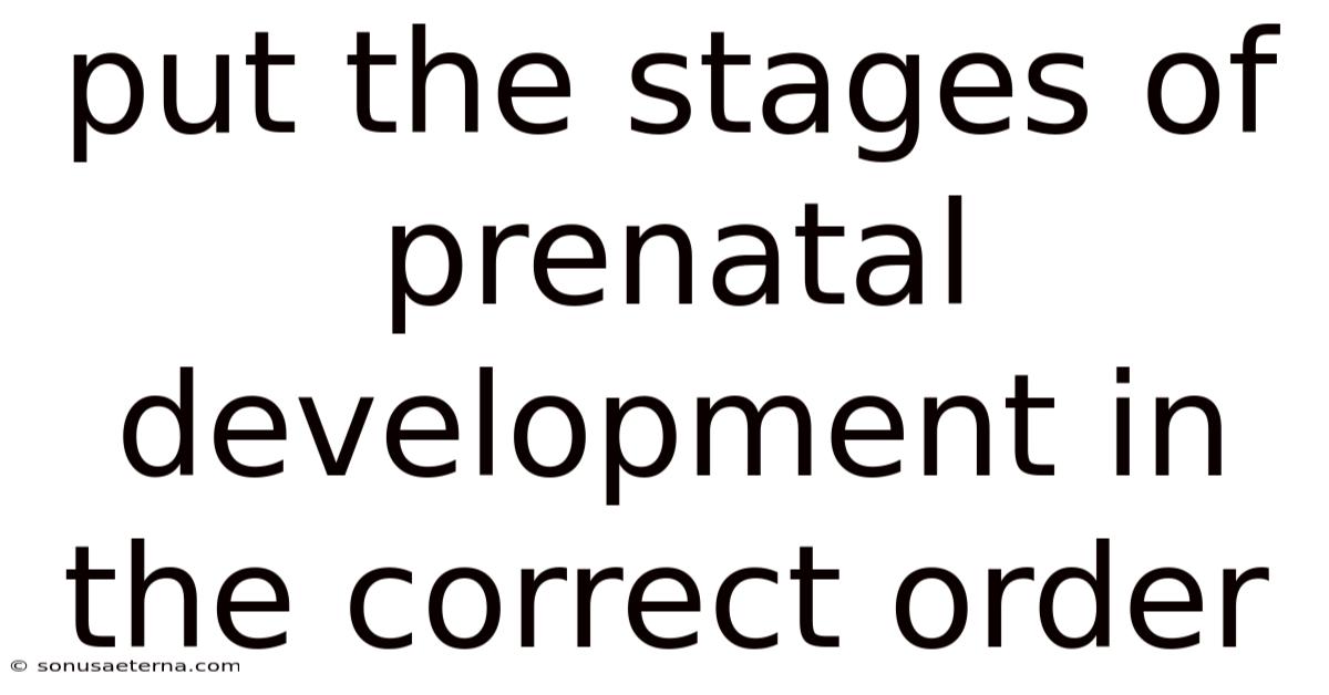 Put The Stages Of Prenatal Development In The Correct Order