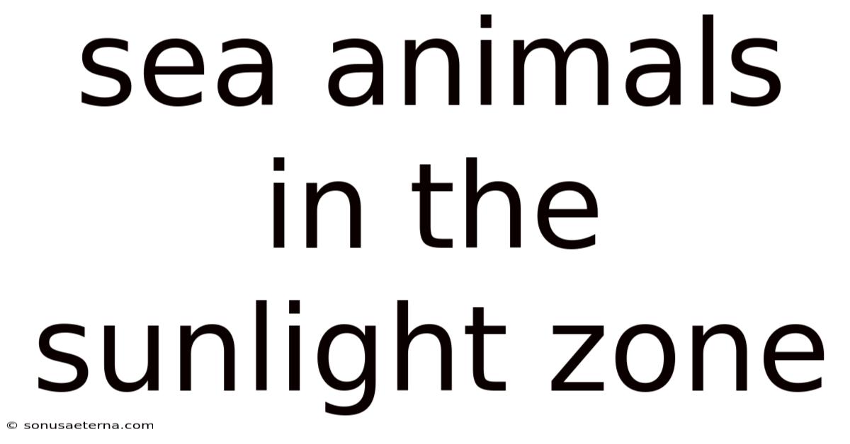Sea Animals In The Sunlight Zone