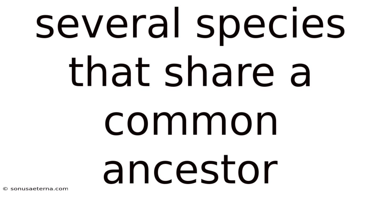 Several Species That Share A Common Ancestor