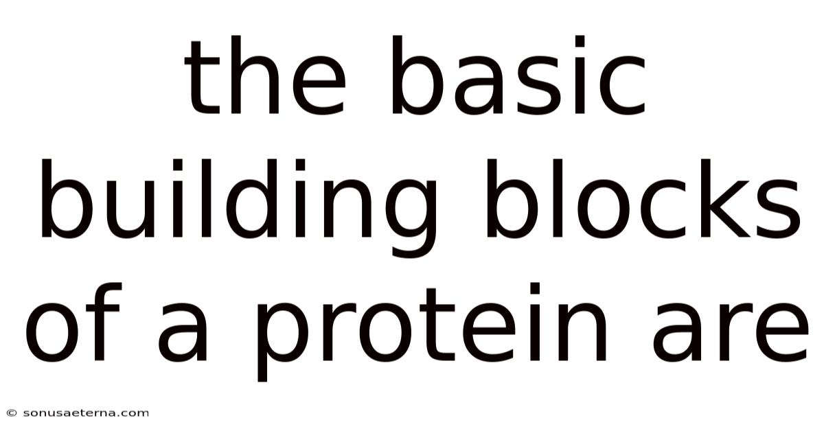 The Basic Building Blocks Of A Protein Are