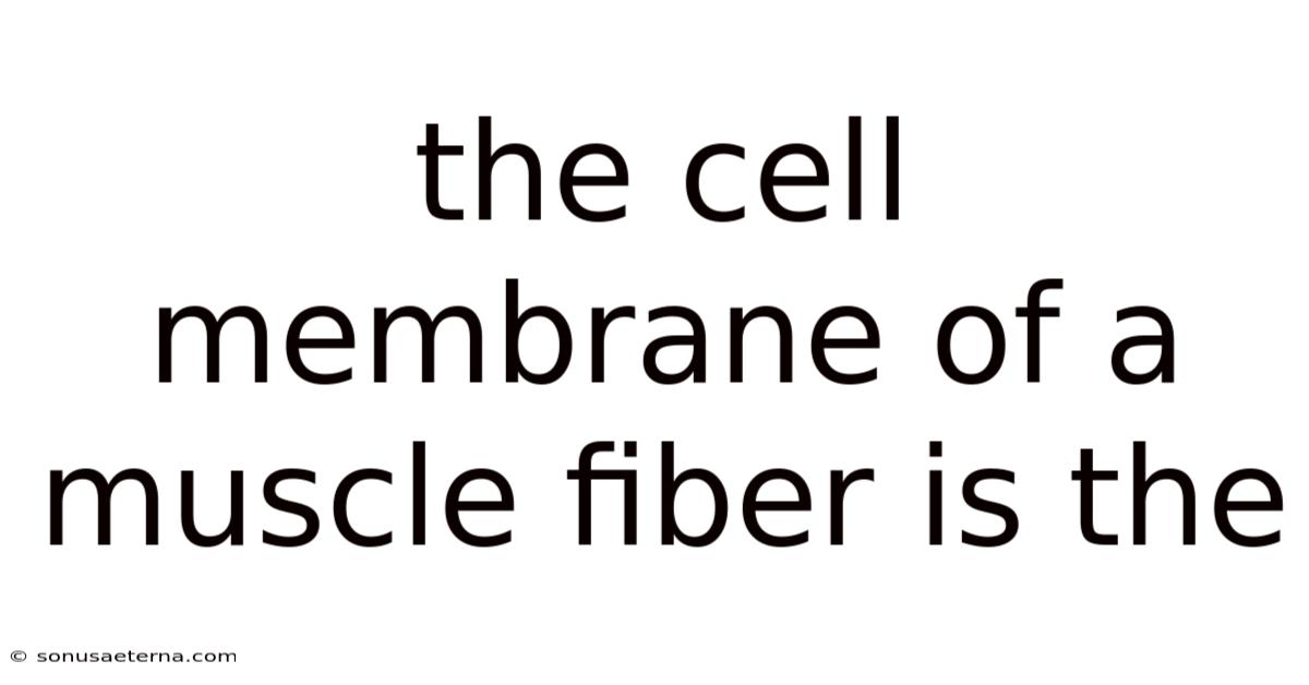The Cell Membrane Of A Muscle Fiber Is The