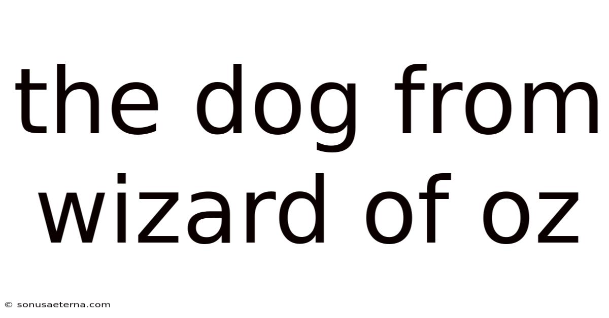 The Dog From Wizard Of Oz