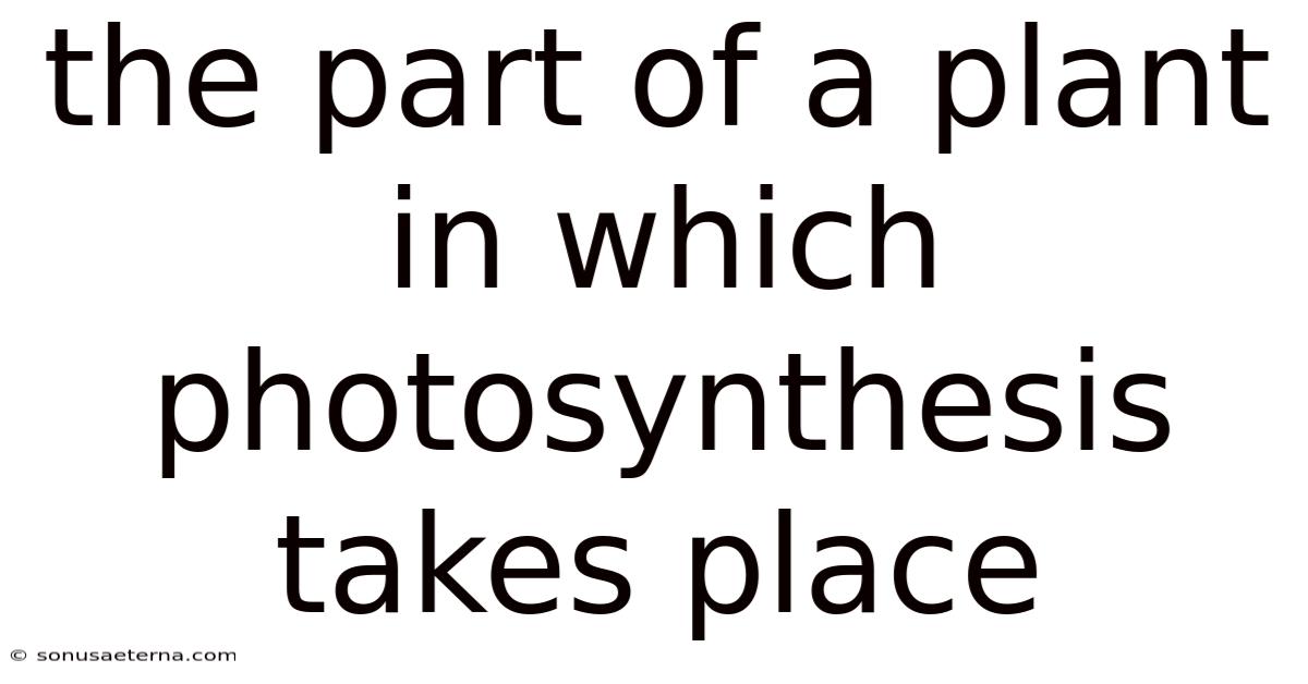 The Part Of A Plant In Which Photosynthesis Takes Place