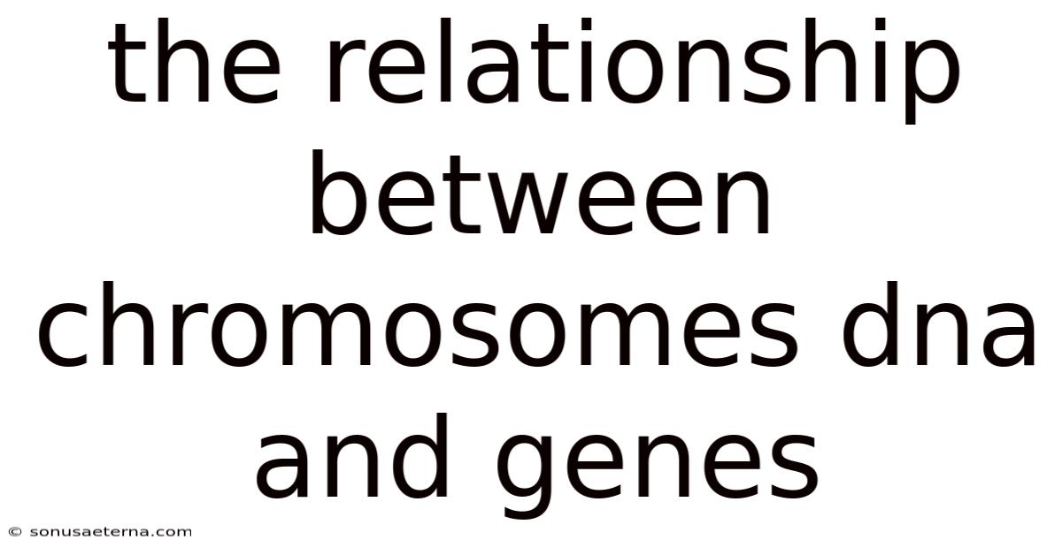 The Relationship Between Chromosomes Dna And Genes