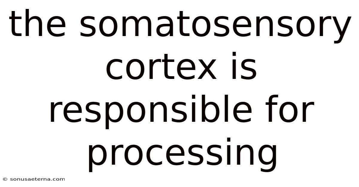 The Somatosensory Cortex Is Responsible For Processing