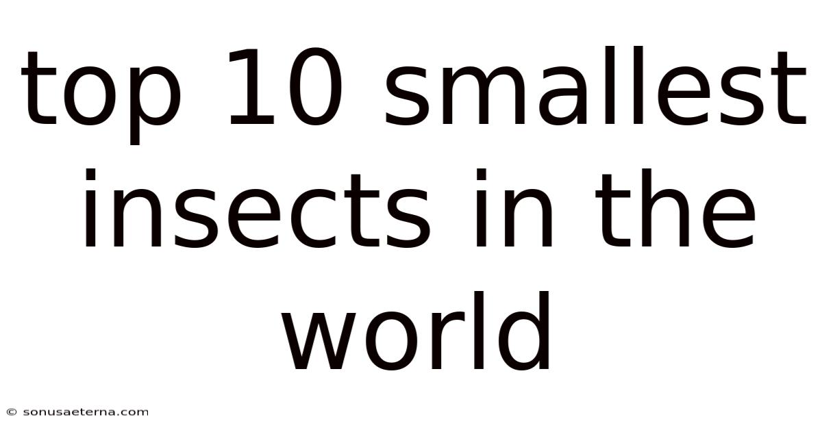 Top 10 Smallest Insects In The World