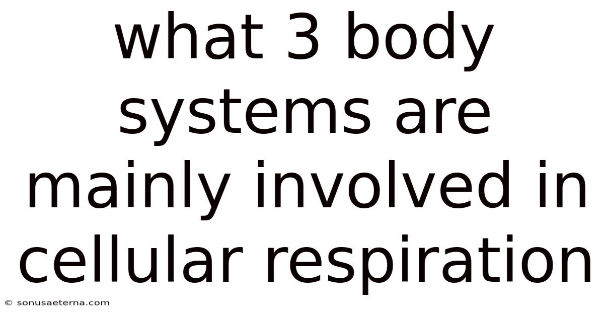 What 3 Body Systems Are Mainly Involved In Cellular Respiration