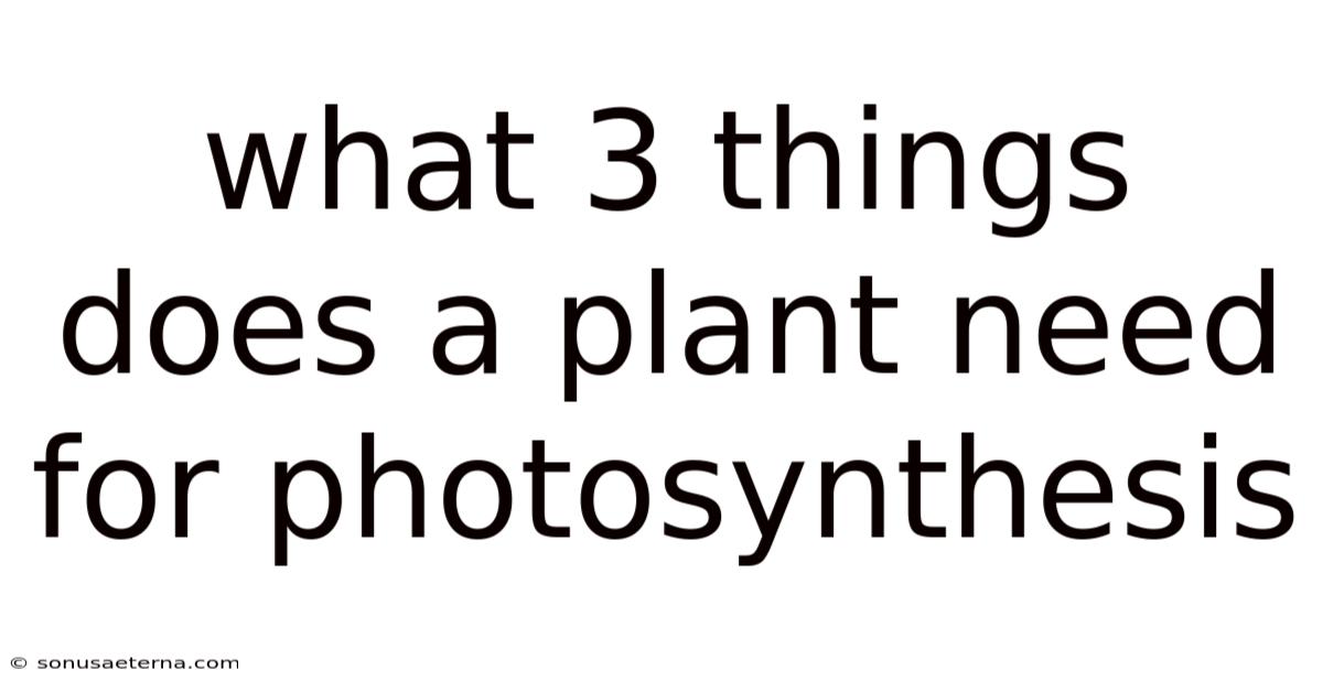What 3 Things Does A Plant Need For Photosynthesis