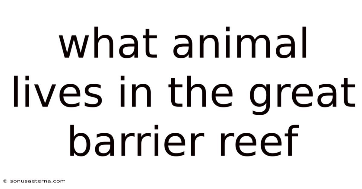 What Animal Lives In The Great Barrier Reef