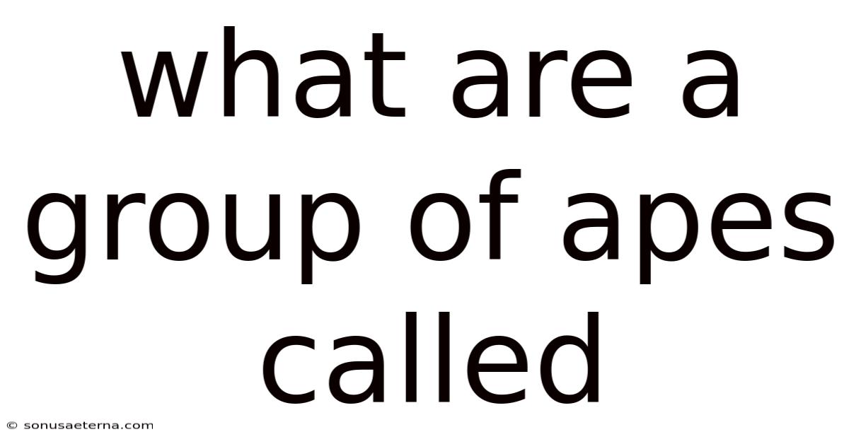 What Are A Group Of Apes Called