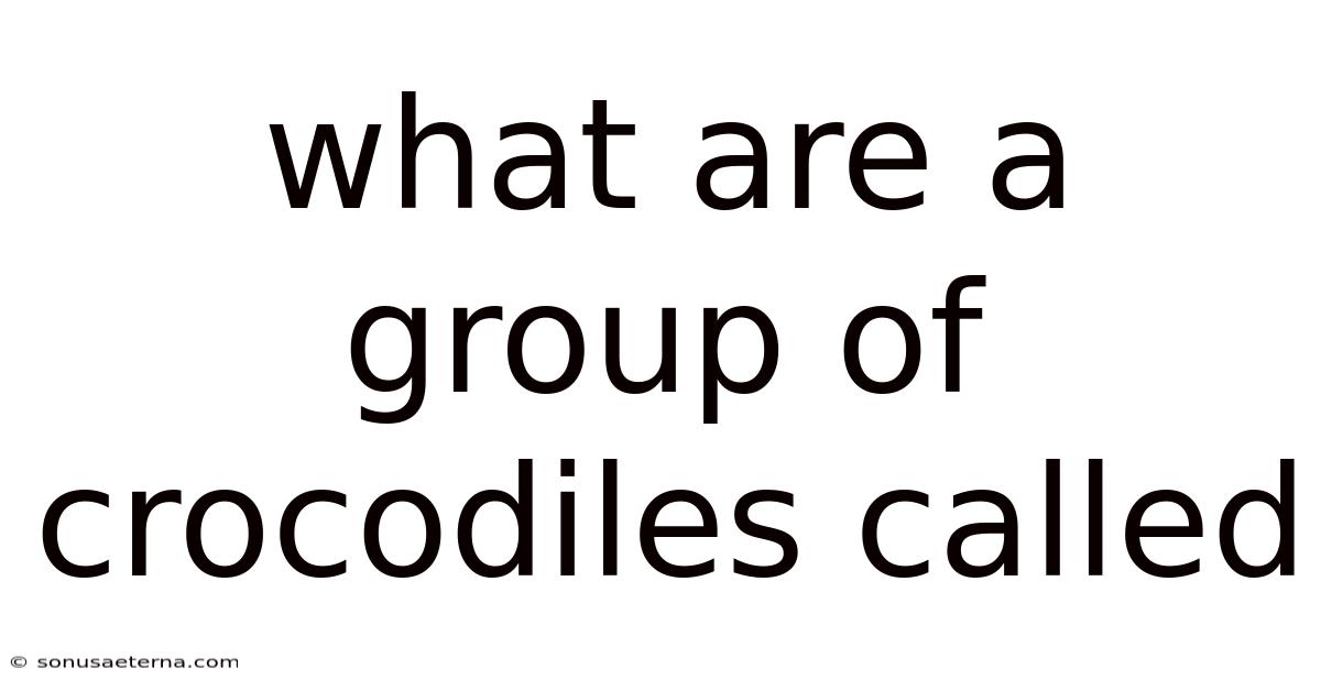 What Are A Group Of Crocodiles Called