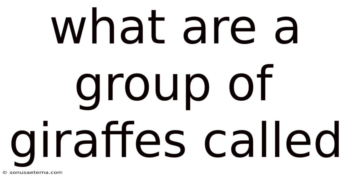 What Are A Group Of Giraffes Called
