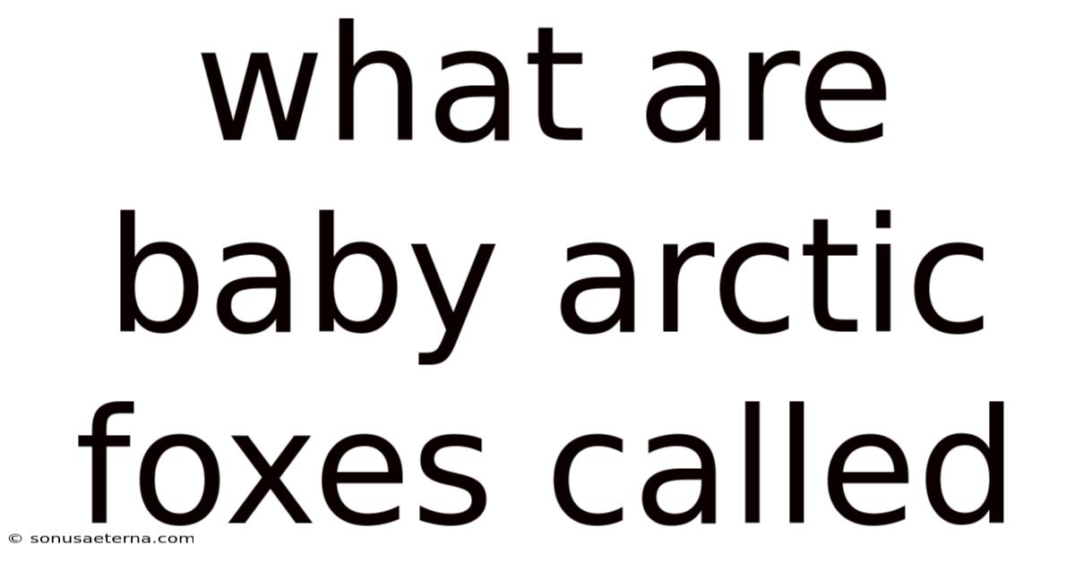 What Are Baby Arctic Foxes Called