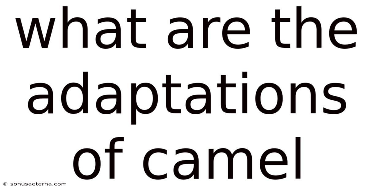 What Are The Adaptations Of Camel