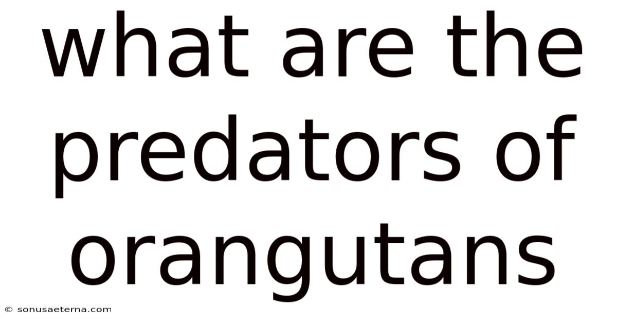 What Are The Predators Of Orangutans