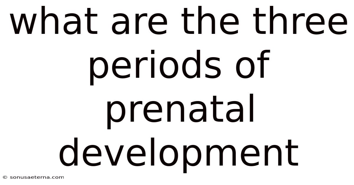 What Are The Three Periods Of Prenatal Development