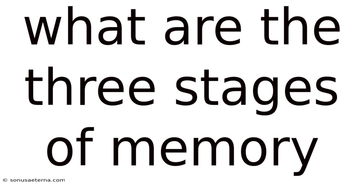 What Are The Three Stages Of Memory