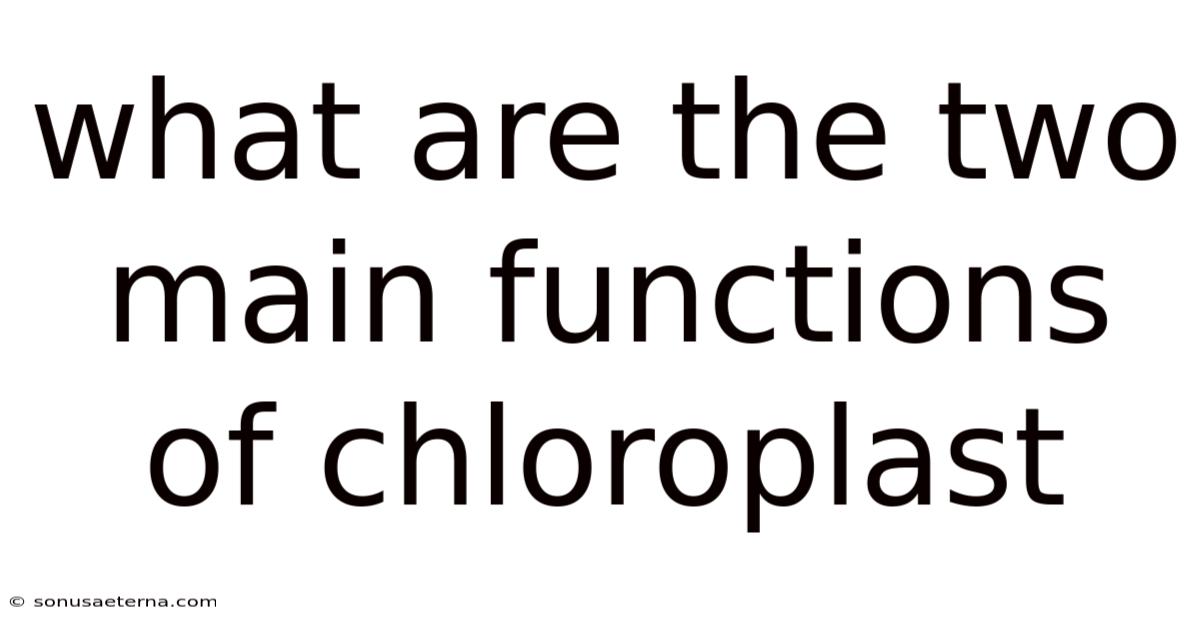 What Are The Two Main Functions Of Chloroplast