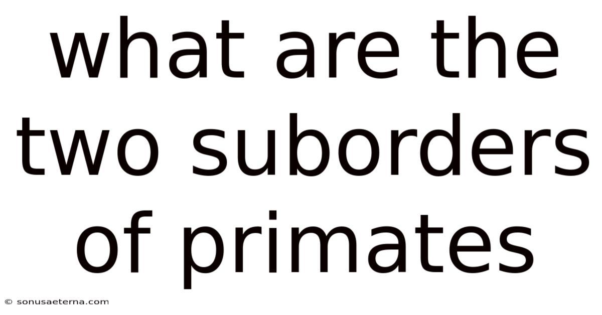 What Are The Two Suborders Of Primates