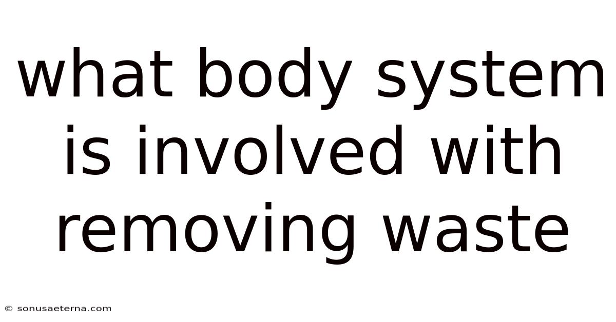 What Body System Is Involved With Removing Waste