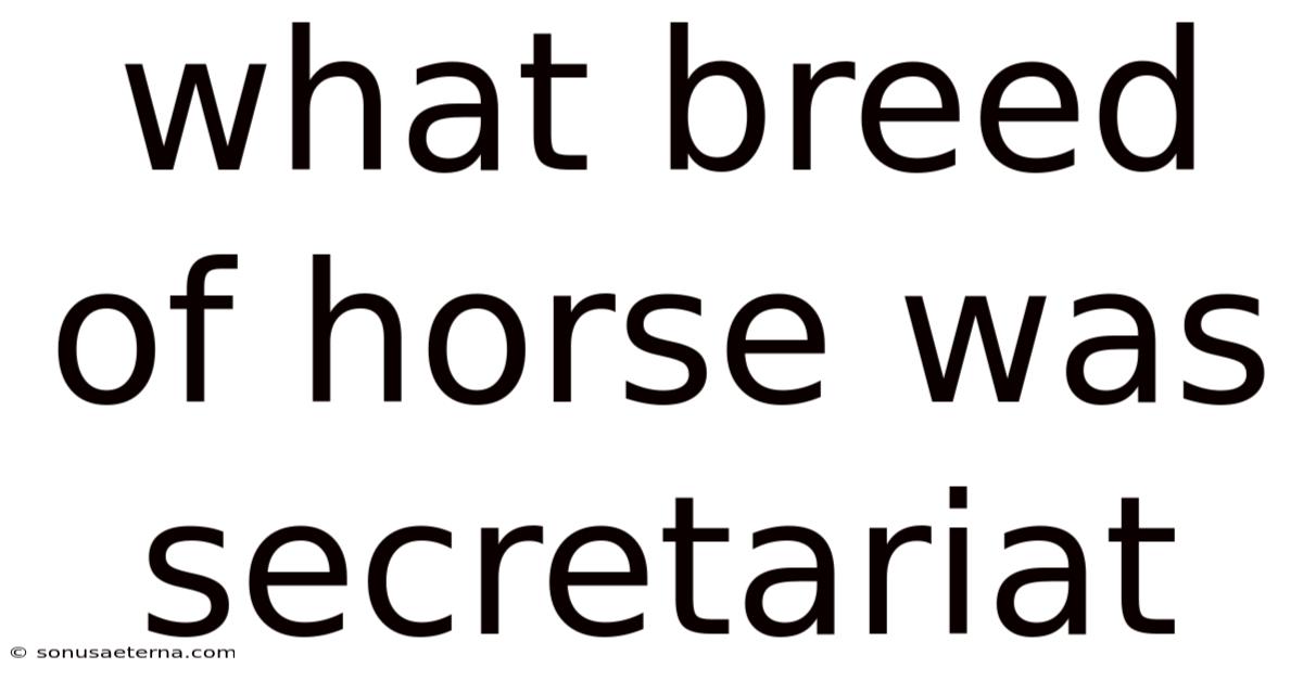 What Breed Of Horse Was Secretariat