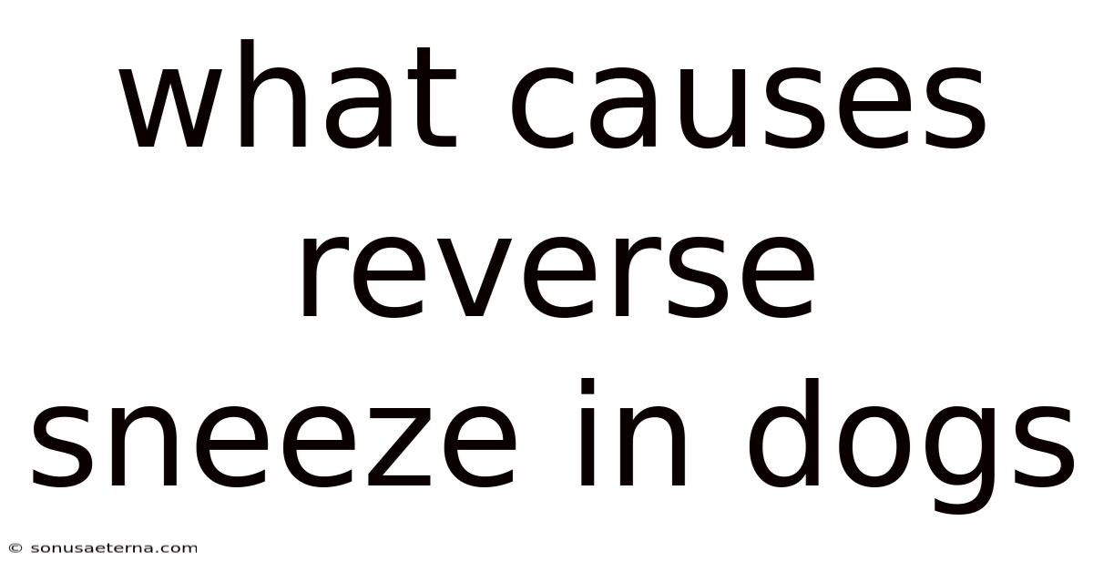 What Causes Reverse Sneeze In Dogs