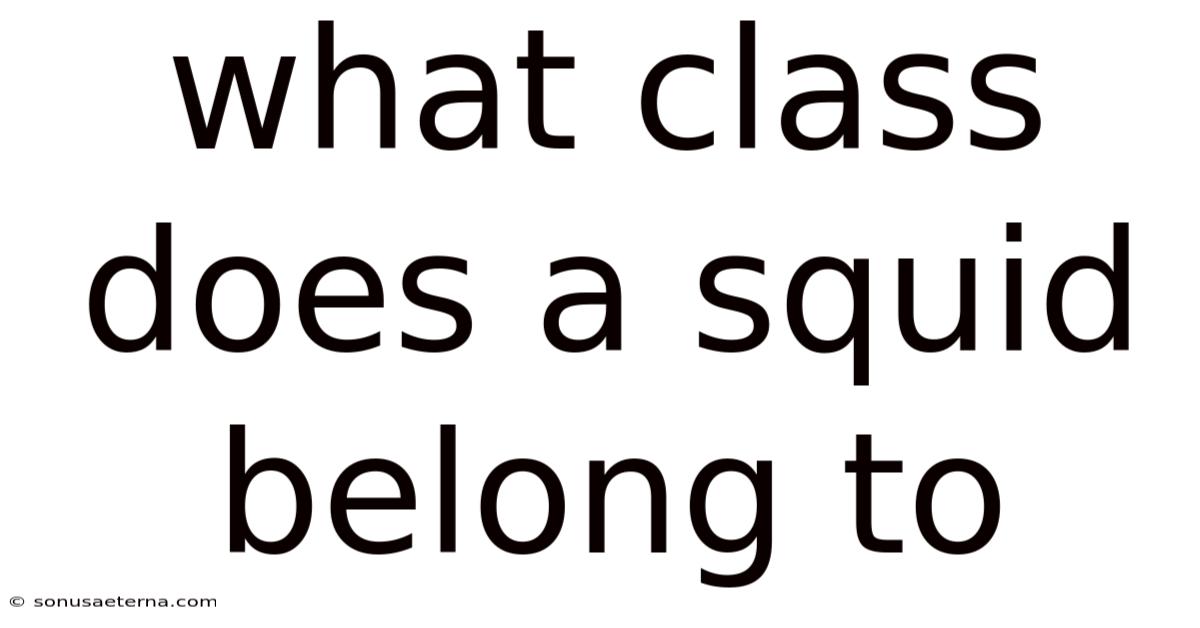 What Class Does A Squid Belong To