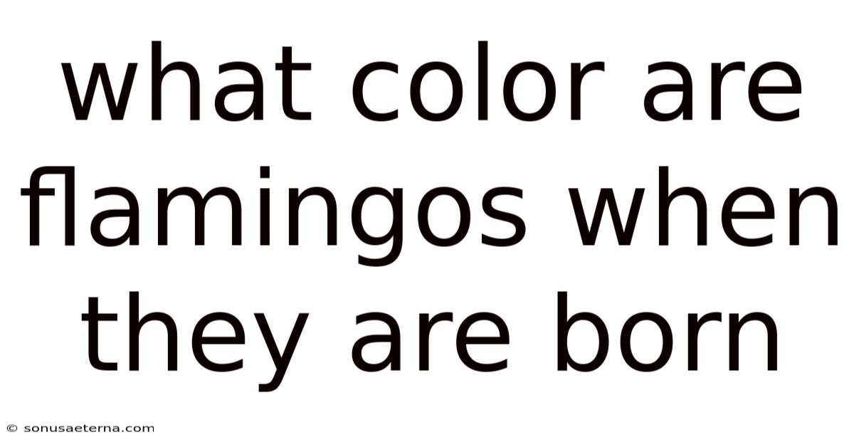 What Color Are Flamingos When They Are Born