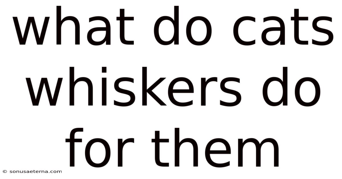 What Do Cats Whiskers Do For Them