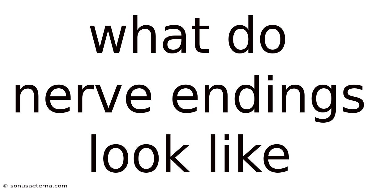 What Do Nerve Endings Look Like