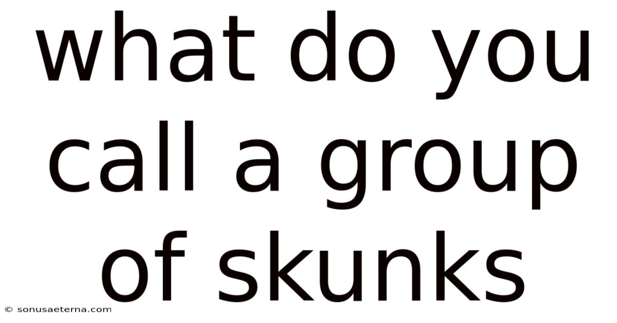What Do You Call A Group Of Skunks