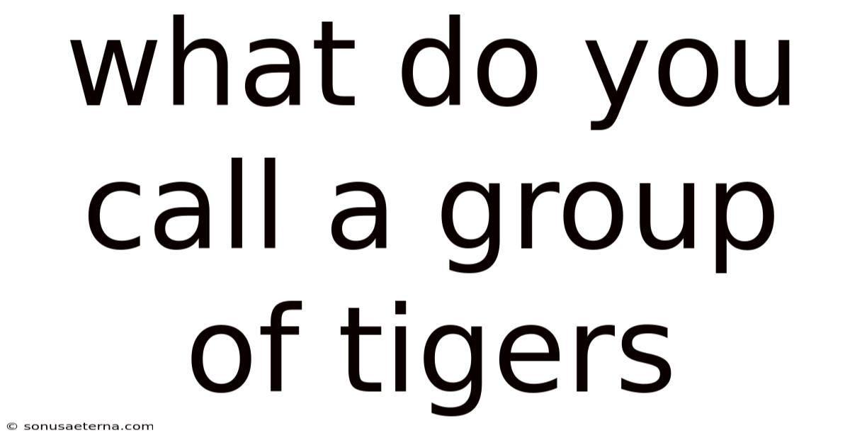 What Do You Call A Group Of Tigers