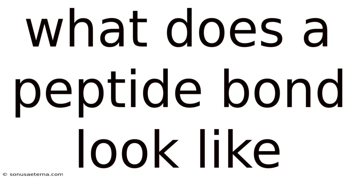 What Does A Peptide Bond Look Like