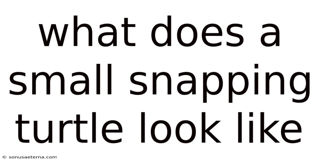 What Does A Small Snapping Turtle Look Like
