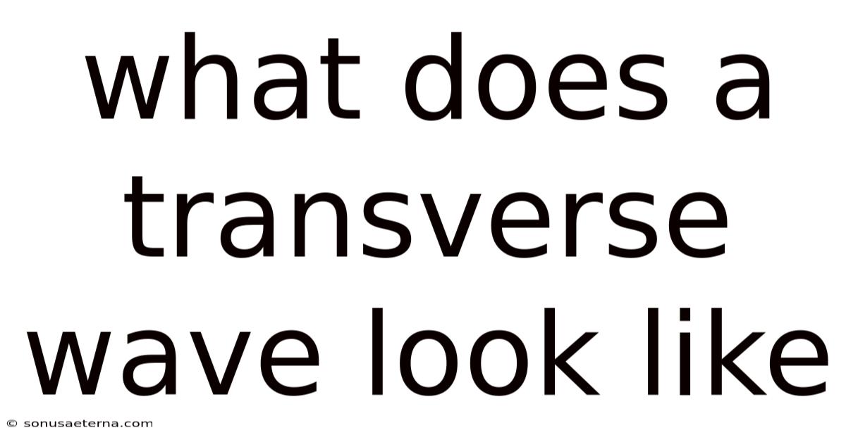 What Does A Transverse Wave Look Like